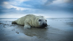Waddenské moře: Život na hraně