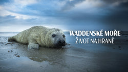 Waddenské moře: Život na hraně