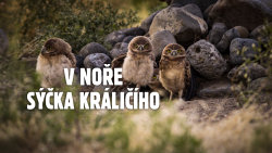 V noře sýčka králičího
