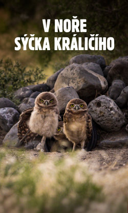 V noře sýčka králičího