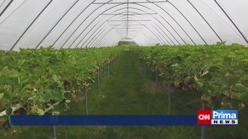 Na samosběr jahod mohou lidé vyrazit už v květnu