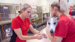 Veterinář z Bondi Beach