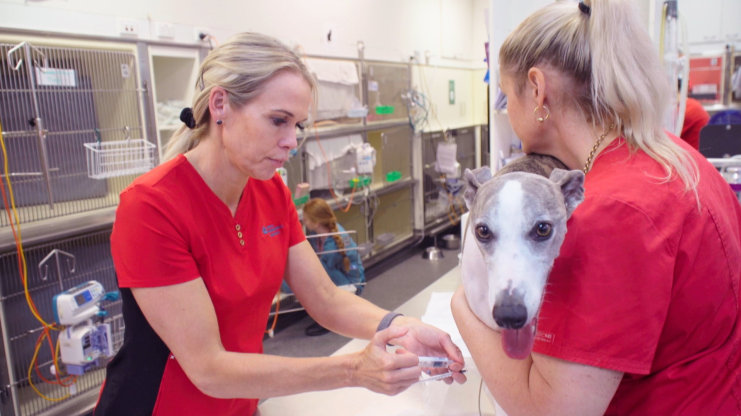 Veterinář z Bondi Beach XI (1)