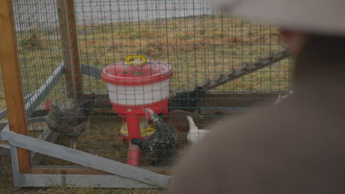 Nová pravidla pro slepice - Farma Vojty Kotka (S2E1)