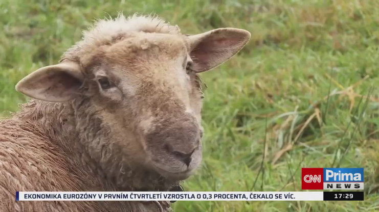 Náhled videa