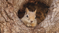 Veverky: Ve skrytu dubů