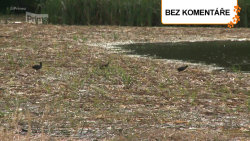 Seč rákosí u Pařezného rybníku skončila ptačím masakrem