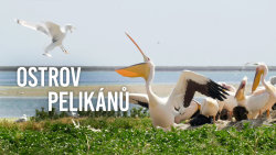 Ostrov pelikánů