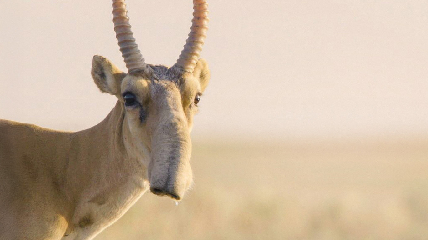 Království antilop