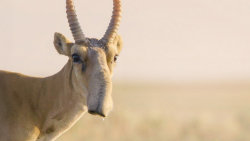 Království antilop