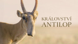 Království antilop