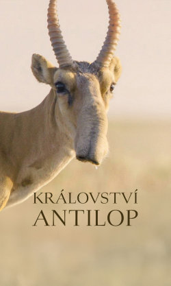 Království antilop