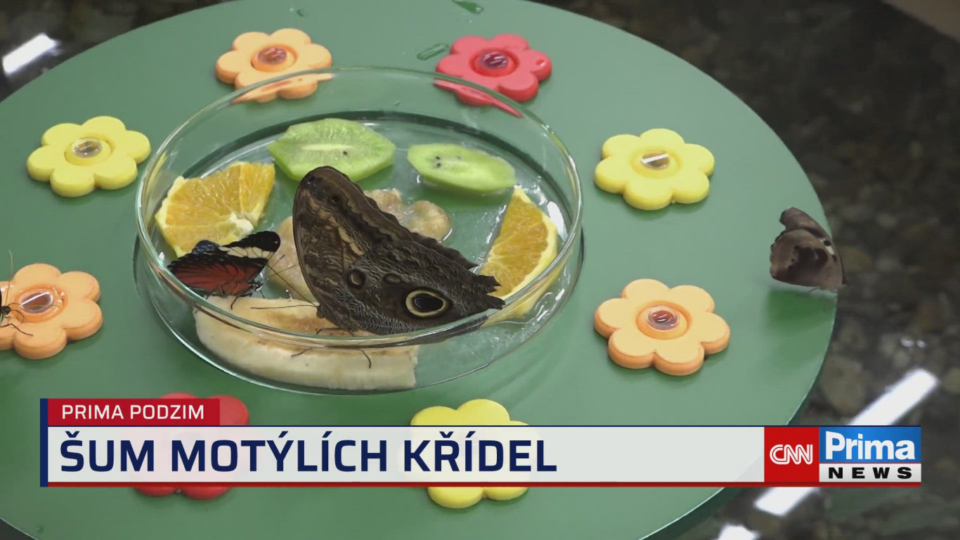 Prima PODZIM - 12.11. v 15:40 - Prima ROK - CNN Prima NEWS