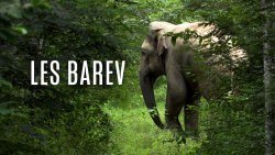 Les barev