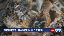 Největší pavouk v Česku 