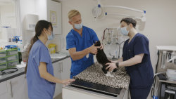 Veterinář z Bondi Beach S11 (15)