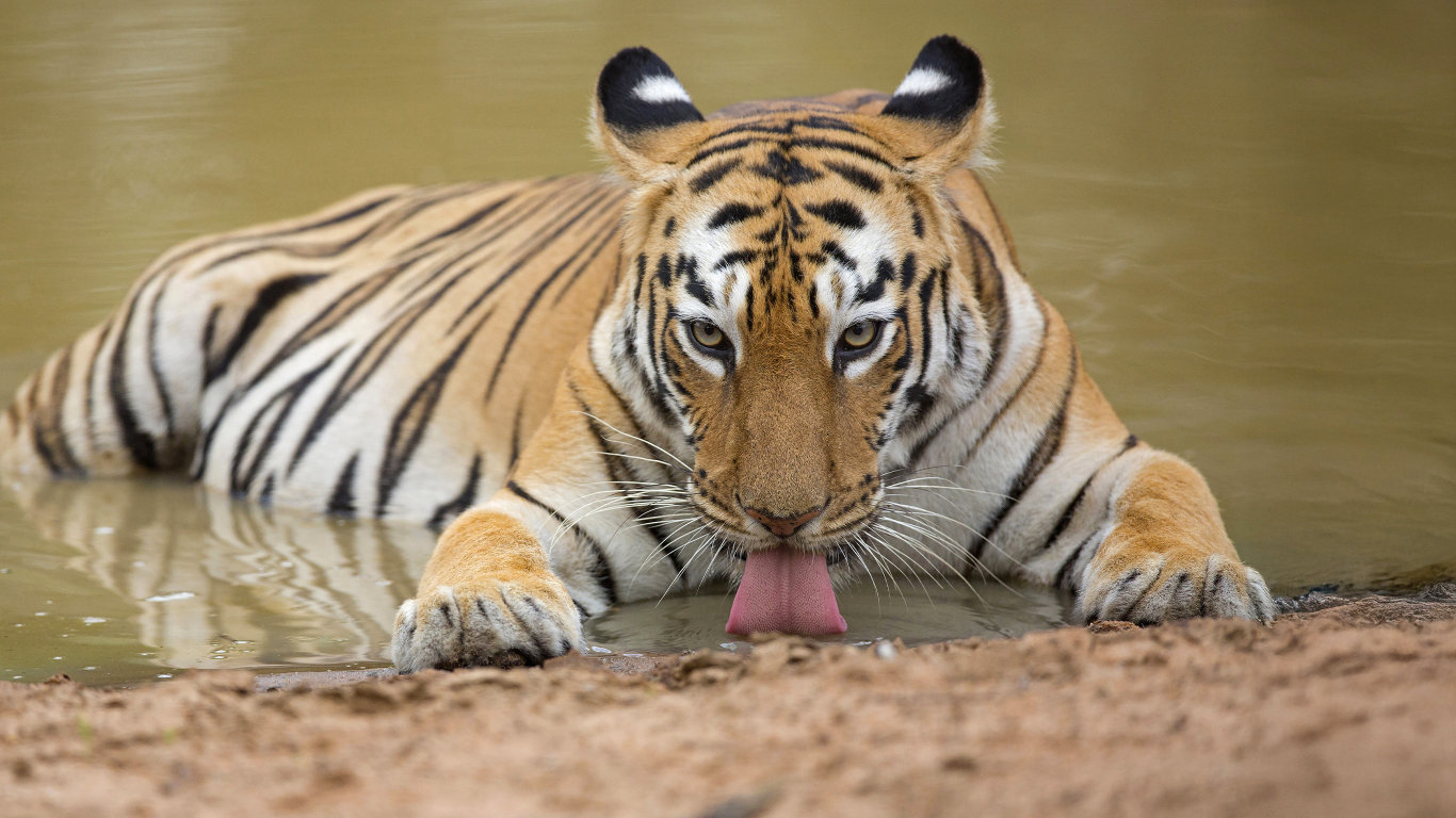 Maya: Tygří královna