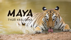 Maya: Tygří královna