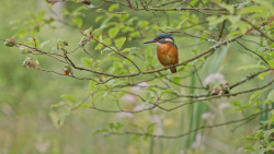 Skrytý život v lese