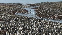 Nejdivočejší Antarktida: Spojení světadílů