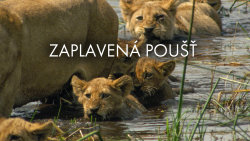 Zaplavená poušť