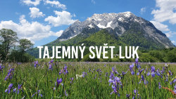 Tajemný svět luk