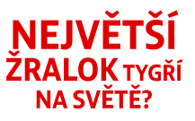 Největší žralok tygří na světě?