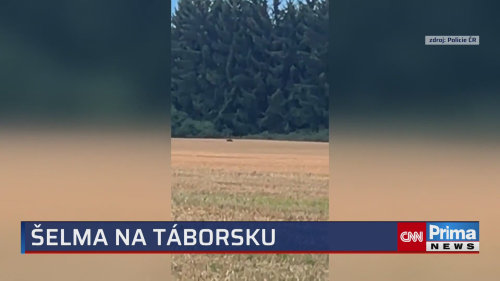 Toulá se tu puma nebo panter, tvrdí lidé z Táborska