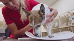 Veterinář z Bondi Beach X (3)