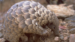 David Attenborough: Život savců
