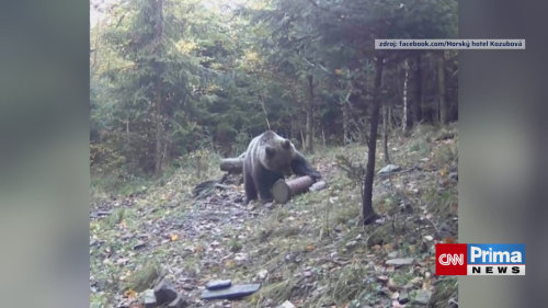 Na Frýdecko-Místecku se objevil medvěd