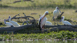 Okavango
