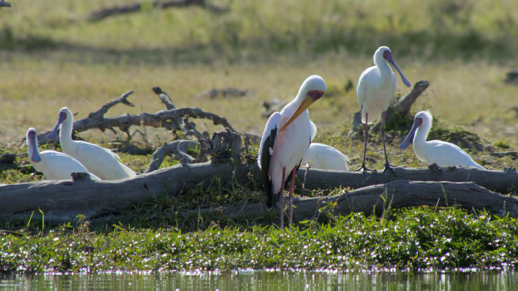 Okavango
