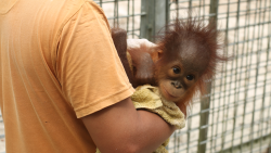 Orangutaní škola v džungli