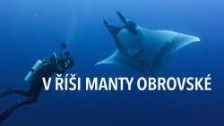 V říši manty obrovské