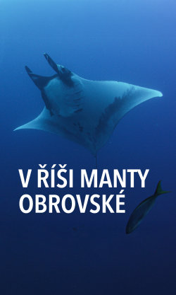 V říši manty obrovské