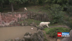 Noví lední medvědi v brněnské zoo