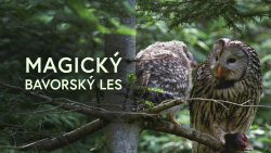 Magický Bavorský les