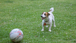 Veterinář z Bondi Beach S11 (12)