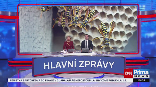 Pozor na agresivní vosy a sršně. Koncem léta přibývá útoků, v nebezpečí jsou hlavně pejskaři