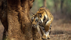 David Attenborough: Lov
