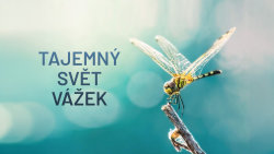 Tajemný svět vážek