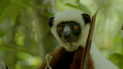 Madagaskar: Území lemurů