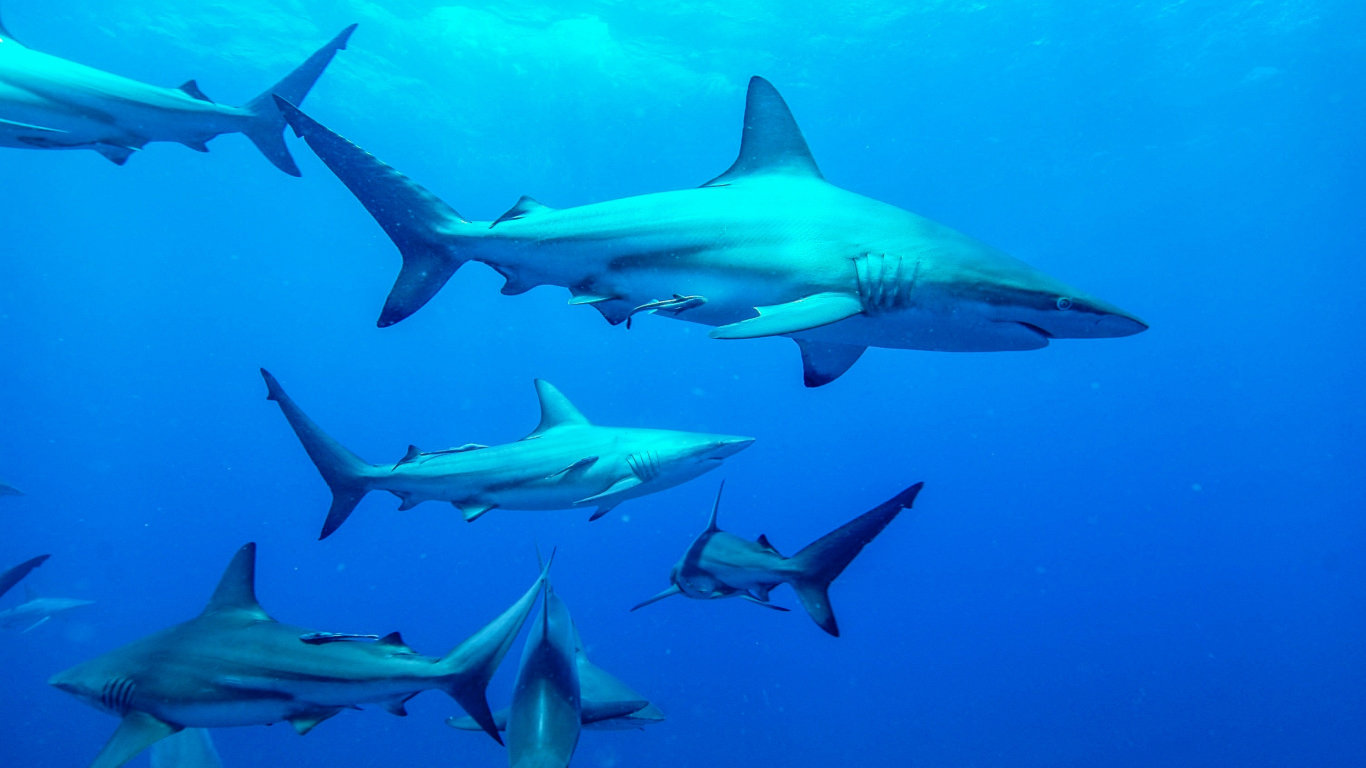 Fascinující žraloci