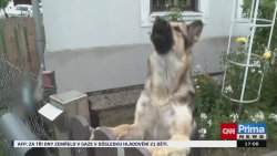 Za psí štěkot může majitel