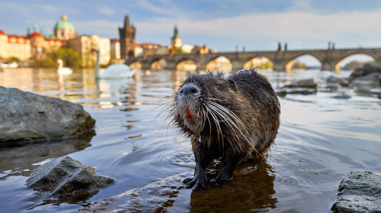 Planeta Praha