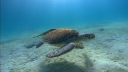 Nejdivočejší Pacifik: Zátoky