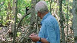 David Attenborough: Život savců