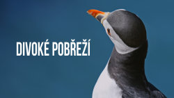 Divoké pobřeží