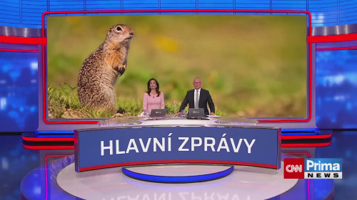 VIDEO: Louku vedle sídliště v Mladé Boleslavi zaplavili ohrožení sysli. Před návštěvníky se neskrývají